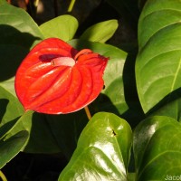 Anthurium andraeanum Linden ex André